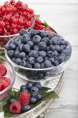 Vaccinium corymbosum 'Sunshine Blue' (Bosbes) fruitplant 50cm - afbeelding 27