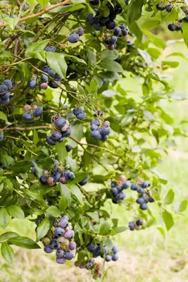 Vaccinium corymbosum 'Sunshine Blue' (Bosbes) fruitplant 50cm - afbeelding 48