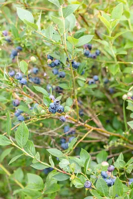 Vaccinium corymbosum 'Sunshine Blue' (Bosbes) fruitplant 50cm - afbeelding 55