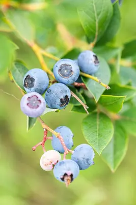 Vaccinium corymbosum 'Sunshine Blue' (Bosbes) fruitplant 50cm - afbeelding 58