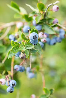 Vaccinium corymbosum 'Sunshine Blue' (Bosbes) fruitplant 50cm - afbeelding 60