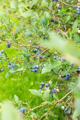 Vaccinium corymbosum 'Sunshine Blue' (Bosbes) fruitplant 50cm - afbeelding 63