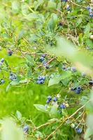Vaccinium corymbosum 'Sunshine Blue' (Bosbes) fruitplant 50cm - afbeelding 63