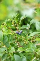 Vaccinium corymbosum 'Sunshine Blue' (Bosbes) fruitplant 50cm - afbeelding 67