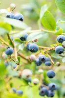 Vaccinium corymbosum 'Sunshine Blue' (Bosbes) fruitplant 50cm - afbeelding 69
