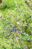 Vaccinium corymbosum 'Sunshine Blue' (Bosbes) fruitplant 50cm - afbeelding 74