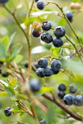 Vaccinium corymbosum 'Sunshine Blue' (Bosbes) fruitplant 50cm - afbeelding 79