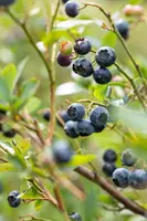 Vaccinium corymbosum 'Sunshine Blue' (Bosbes) fruitplant 50cm - afbeelding 79