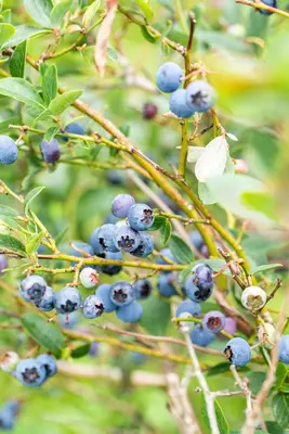 Vaccinium corymbosum 'Sunshine Blue' (Bosbes) fruitplant 50cm - afbeelding 80