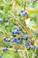 Vaccinium corymbosum 'Sunshine Blue' (Bosbes) fruitplant 50cm - afbeelding 80
