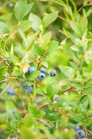 Vaccinium corymbosum 'Sunshine Blue' (Bosbes) fruitplant 50cm - afbeelding 90