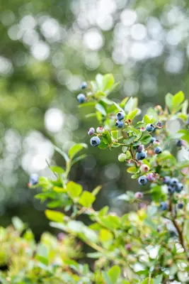 Vaccinium corymbosum 'Sunshine Blue' (Bosbes) fruitplant 50cm - afbeelding 93