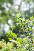 Vaccinium corymbosum 'Sunshine Blue' (Bosbes) fruitplant 50cm - afbeelding 93