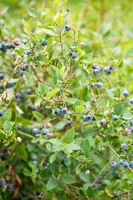 Vaccinium corymbosum 'Sunshine Blue' (Bosbes) fruitplant 50cm - afbeelding 96