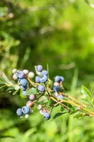 Vaccinium corymbosum 'Sunshine Blue' (Bosbes) fruitplant 50cm - afbeelding 98