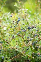 Vaccinium corymbosum 'Sunshine Blue' (Bosbes) fruitplant 50cm - afbeelding 99