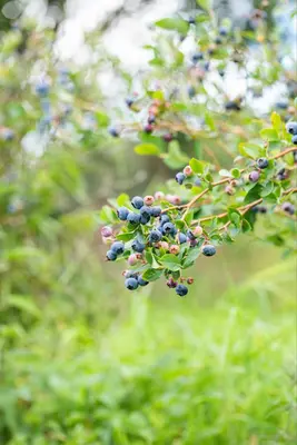Vaccinium corymbosum 'Sunshine Blue' (Bosbes) fruitplant 50cm - afbeelding 103