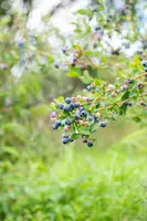 Vaccinium corymbosum 'Sunshine Blue' (Bosbes) fruitplant 50cm - afbeelding 103