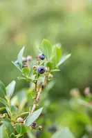 Vaccinium corymbosum 'Sunshine Blue' (Bosbes) fruitplant 50cm - afbeelding 105