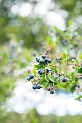 Vaccinium corymbosum 'Sunshine Blue' (Bosbes) fruitplant 50cm - afbeelding 107