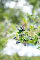 Vaccinium corymbosum 'Sunshine Blue' (Bosbes) fruitplant 50cm - afbeelding 107