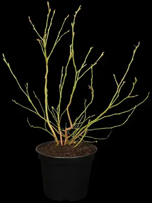 Vaccinium corymbosum 'Sunshine Blue' (Bosbes) fruitplant 50cm - afbeelding 6