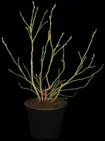 Vaccinium corymbosum 'Sunshine Blue' (Bosbes) fruitplant 50cm - afbeelding 6