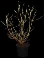 Vaccinium corymbosum 'Sunshine Blue' (Bosbes) fruitplant 50cm - afbeelding 5