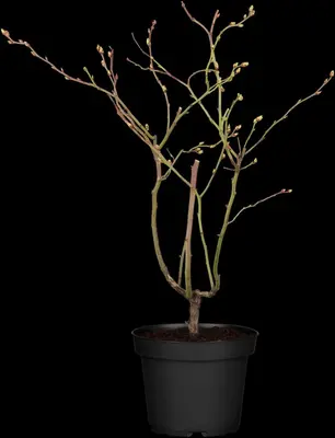 Vaccinium corymbosum 'Sunshine Blue' (Bosbes) fruitplant 50cm - afbeelding 8