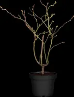 Vaccinium corymbosum 'Sunshine Blue' (Bosbes) fruitplant 50cm - afbeelding 8