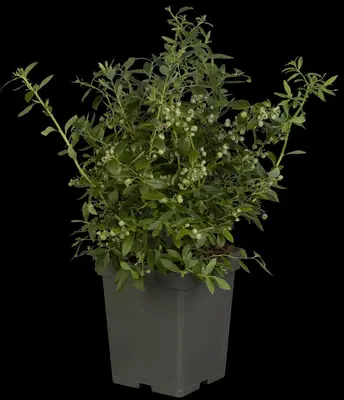Vaccinium corymbosum 'Sunshine Blue' (Bosbes) fruitplant 50cm - afbeelding 108