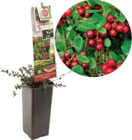 Vaccinium macrocarpon (Bosbes) fruitplant 40cm - afbeelding 1