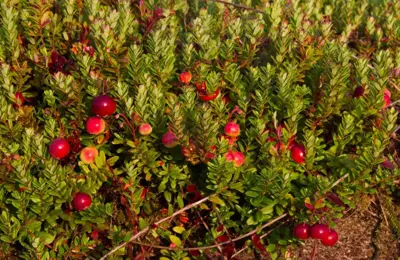 Vaccinium macrocarpon (Bosbes) fruitplant 40cm - afbeelding 5