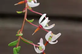 Vaccinium macrocarpon (Bosbes) fruitplant 40cm - afbeelding 4