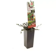 Vaccinium macrocarpon (Bosbes) fruitplant 40cm - afbeelding 2