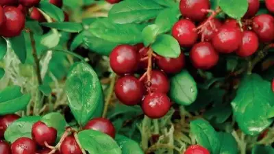 Vaccinium macrocarpon (Bosbes) fruitplant 40cm - afbeelding 3