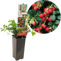 Vaccinium vitis idaea 'Miss Cherry' (Bosbes) fruitplant 40cm - afbeelding 1