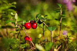 Vaccinium vitis idaea 'Miss Cherry' (Bosbes) fruitplant 40cm - afbeelding 3