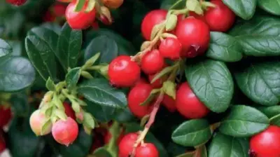 Vaccinium vitis idaea 'Miss Cherry' (Bosbes) fruitplant 40cm - afbeelding 4