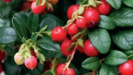Vaccinium vitis idaea 'Miss Cherry' (Bosbes) fruitplant 40cm - afbeelding 4