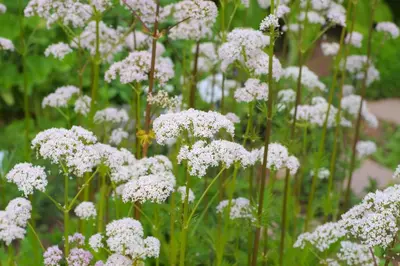 Valeriana officinalis (Valeriaan) - afbeelding 2