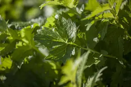 Valeriana officinalis (Valeriaan) - afbeelding 4
