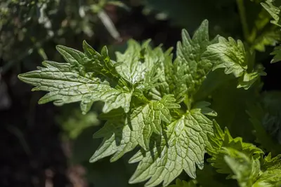 Valeriana officinalis (Valeriaan) - afbeelding 5