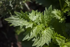 Valeriana officinalis (Valeriaan) - afbeelding 5