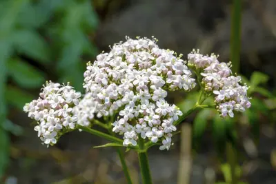 Valeriana officinalis (Valeriaan) - afbeelding 6
