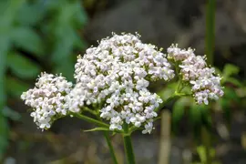 Valeriana officinalis (Valeriaan) - afbeelding 6