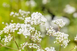 Valeriana officinalis (Valeriaan) - afbeelding 7