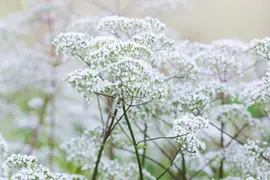 Valeriana officinalis (Valeriaan) - afbeelding 3