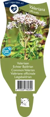 Valeriana officinalis (Valeriaan) - afbeelding 1