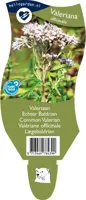 Valeriana officinalis (Valeriaan) - afbeelding 1